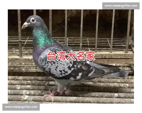 台湾海翔信鸽比赛精彩瞬间全纪录 飞翔中的勇者与挑战