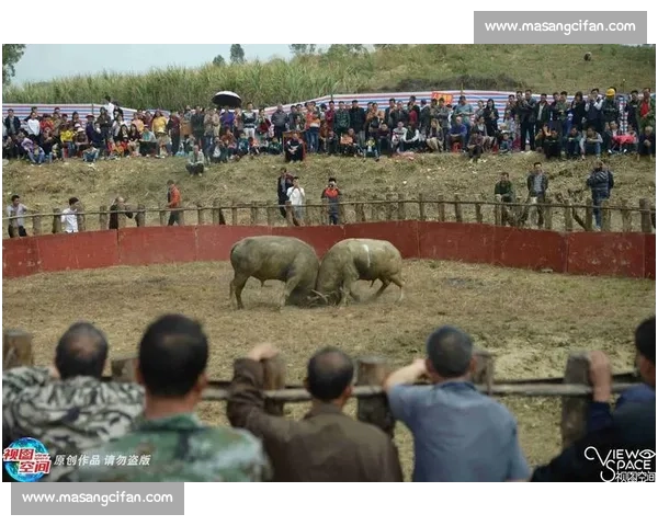 广西最新牛王比赛精彩瞬间曝光 牛王争霸赛震撼开赛引爆全场热情